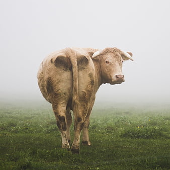 Muddy cow standing in a foggy green pasture