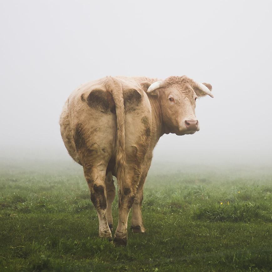 Muddy cow standing in a foggy green pasture