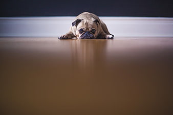 Sad Pug Dog Lying on Wooden Floor with Copyspace