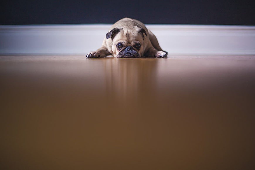 Sad Pug Dog Lying on Wooden Floor with Copyspace