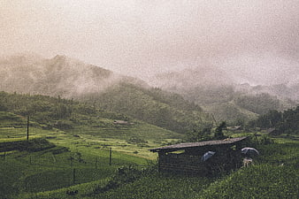 Misty Green Rice Terraces with Rustic Shelter and Umbrellas