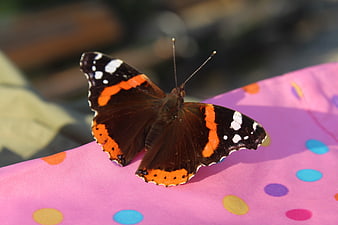 Red Admiral Butterfly on Pink Polka Dot Fabric