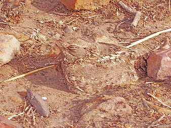 Sykes Nightjar Camouflaged on Sandy Ground
