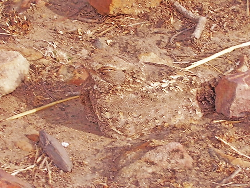 Sykes Nightjar Camouflaged on Sandy Ground