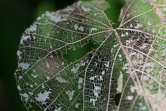 Close-up of delicate skeletonized leaf veins against green background
