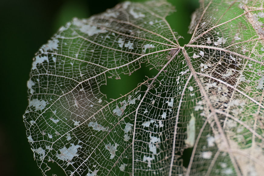 Close-up of delicate skeletonized leaf veins against green background