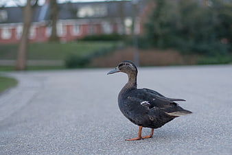 Black Duck Standing on Paved Road