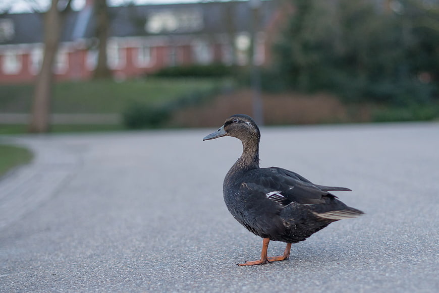 Black Duck Standing on Paved Road