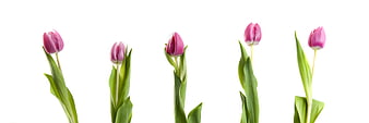 Pink Tulips Isolated on White Background
