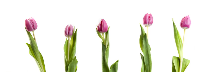 Pink Tulips Isolated on White Background