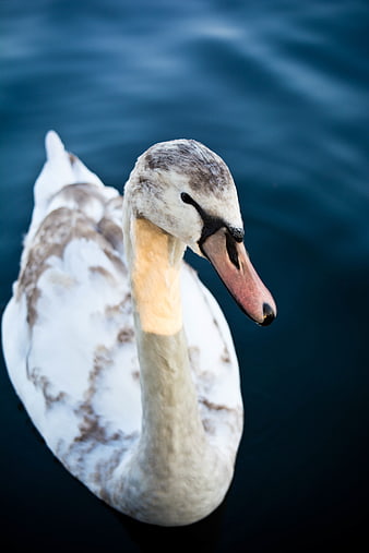 Close-up of a juvenile swan swimming in dark blue water