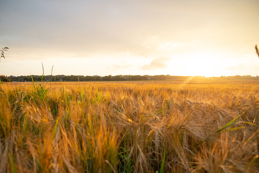 Golden Wheat Field at Sunset with Warm Sunlight