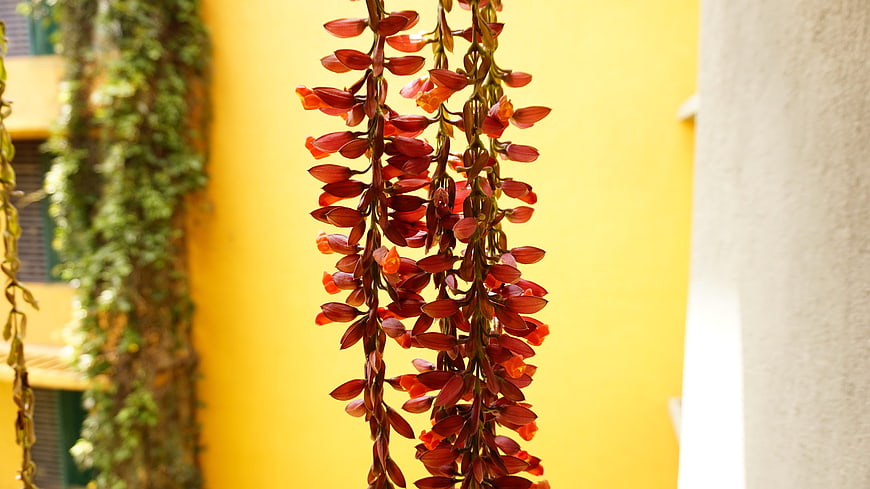 Red Hanging Flowers Against Bright Yellow Wall