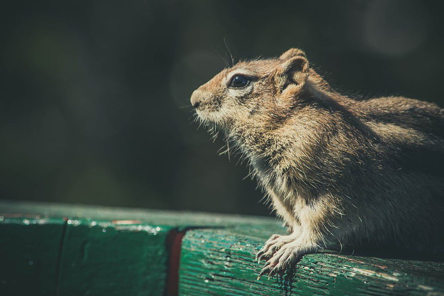 Close-up of a chipmunk on a green wooden fence