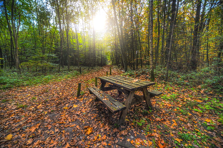 Wooden Picnic Table in Autumn Forest with Sunlight