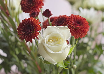 White Rose and Red Chrysanthemum Floral Arrangement