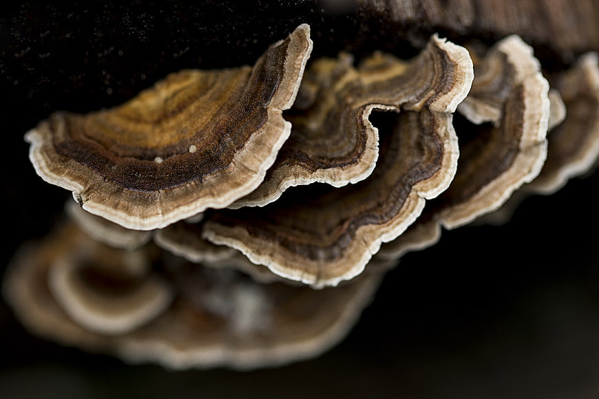 Close-up of layered bracket fungi on dark wood
