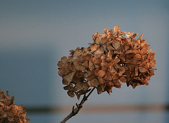 Dried brown hydrangea flower head against blue sky background