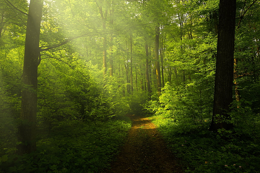 Sunlit Forest Path in Lush Green Woods