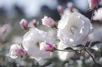 Close-up of white roses with pink buds in sunlight