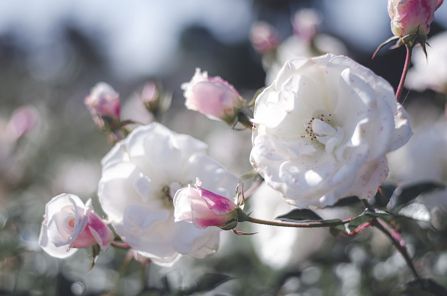 Close-up of white roses with pink buds in sunlight