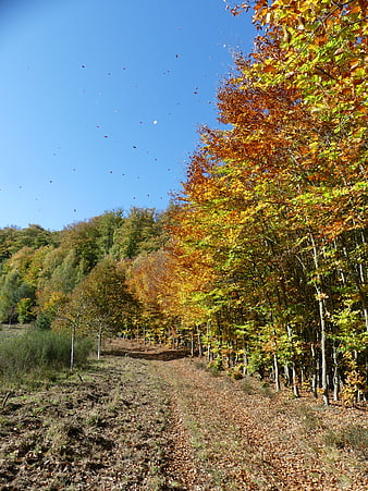 Autumn Forest Path with Falling Leaves and Blue Sky