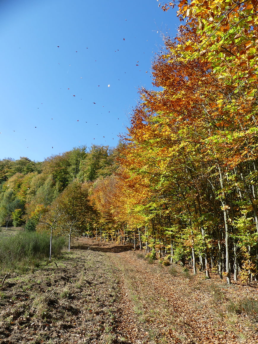 Autumn Forest Path with Falling Leaves and Blue Sky