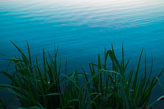 Green reeds against calm blue water background