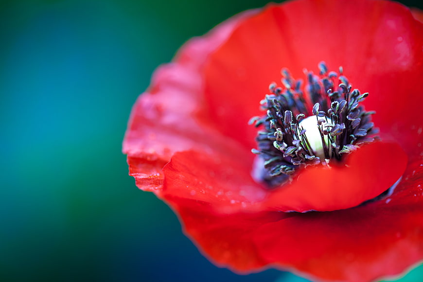 Close-up of a vibrant red poppy flower with detailed center