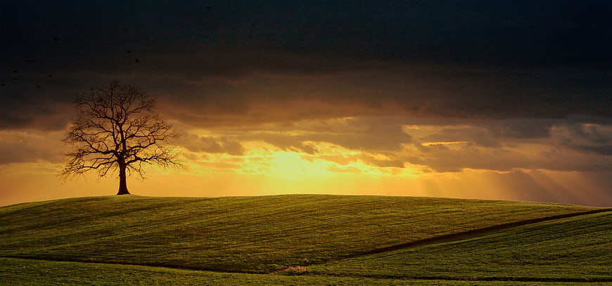 Lone Tree on Green Hill at Dramatic Sunset with Sunbeams