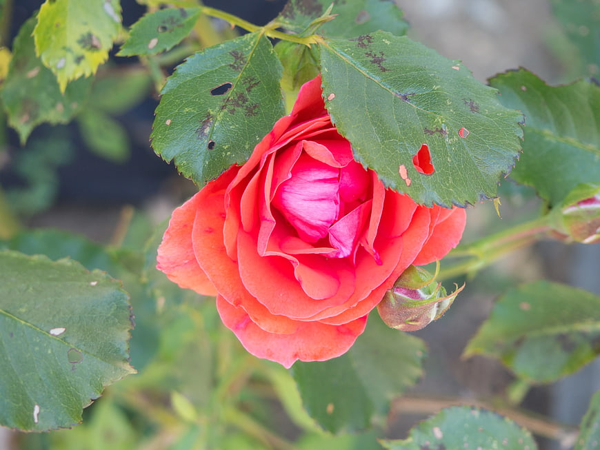 Vibrant Red Rose Bloom with Green Leaves