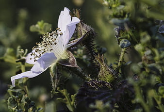 Close-up of white wildflower with thorny stem in natural setting