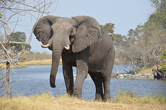 African Elephant Standing By A River In A Natural Savanna Habitat