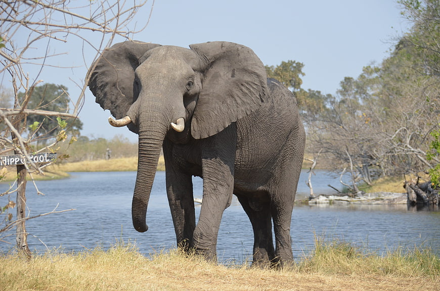 African Elephant Standing By A River In A Natural Savanna Habitat