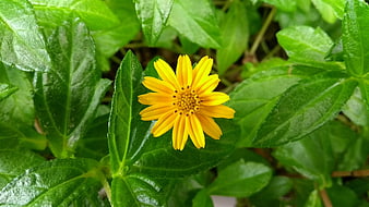 Close-up of a vibrant yellow flower amidst lush green leaves