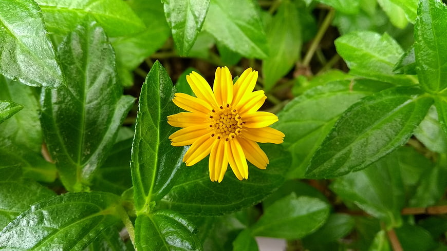 Close-up of a vibrant yellow flower amidst lush green leaves