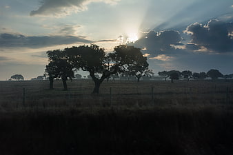 Silhouetted Trees in Pastoral Landscape with Sun Rays