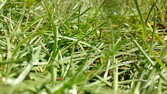 Close-up of green grass blades in sunlight