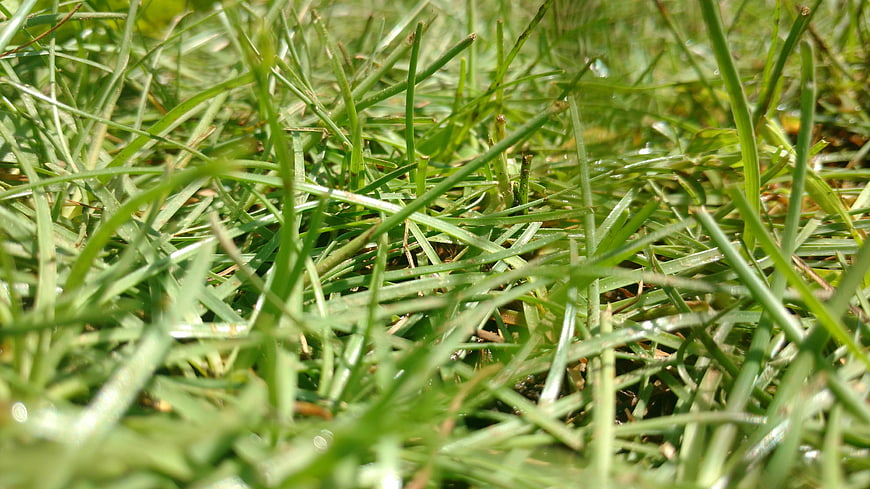 Close-up of green grass blades in sunlight