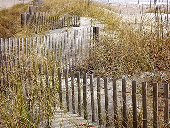 Wooden Sand Fences in Coastal Dune Grasses