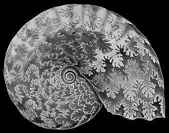 Detailed black and white drawing of an ammonite shell spiral