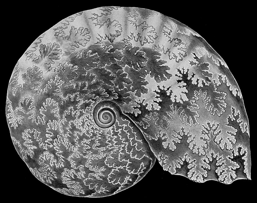 Detailed black and white drawing of an ammonite shell spiral