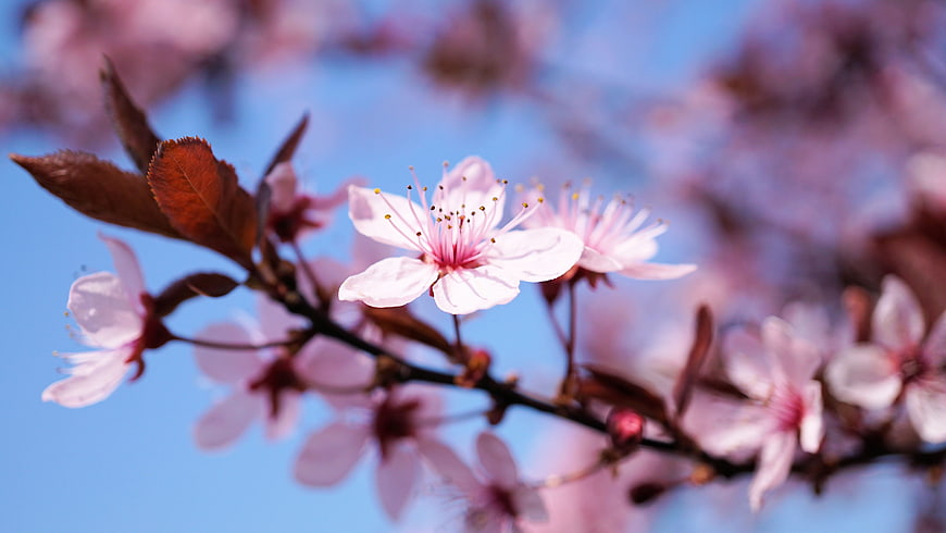 Pink Cherry Blossoms on Branch Against Blue Sky