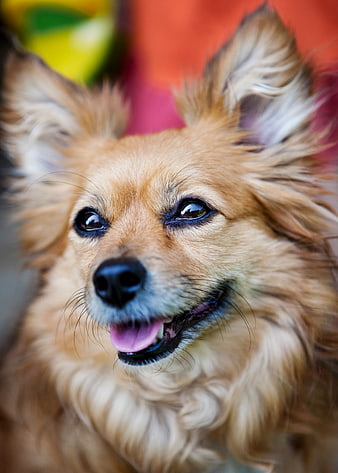 Close-up portrait of a happy tan Papillon dog
