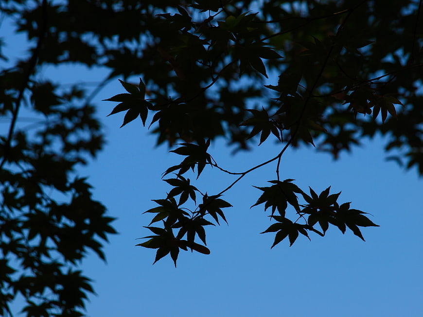 Silhouette of Maple Leaves Against Blue Sky