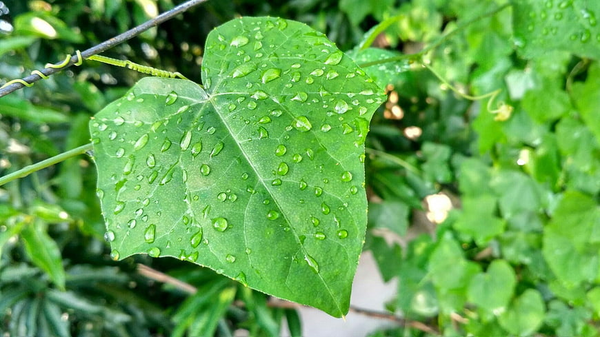 Fresh Green Leaf with Water Droplets Close-Up