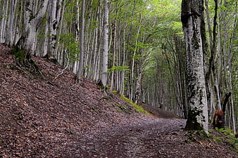 Winding dirt path through dense beech forest in spring