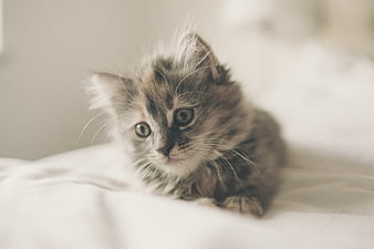 Fluffy gray tabby kitten on white bed