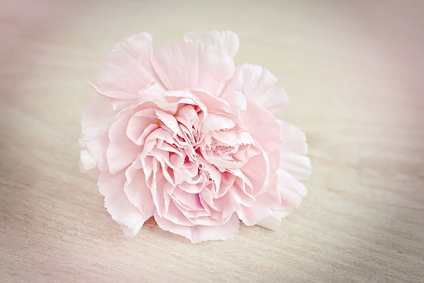 Soft Pink Carnation on Light Wooden Background