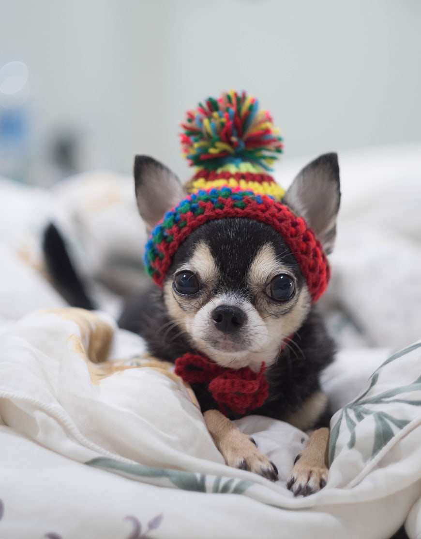Cute Chihuahua Wearing Colorful Knit Hat and Bow Tie